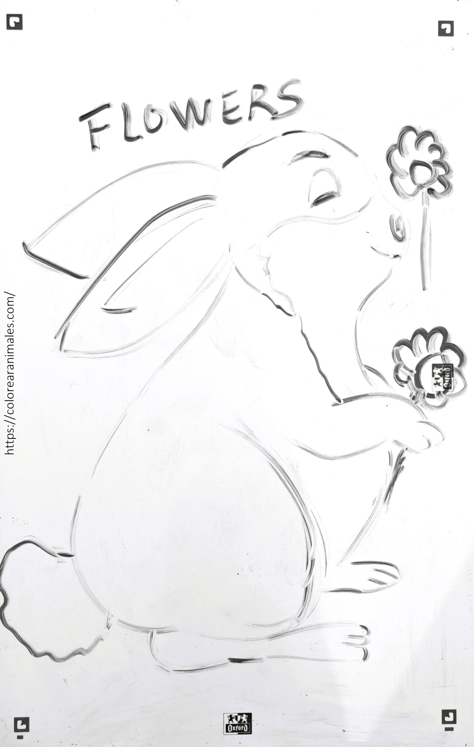 Dibujo de conejo entre flores para colorear niños