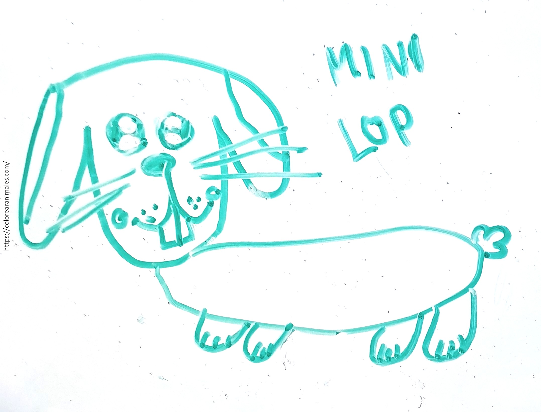 Conejo mini lop para colorear, orejas caídas