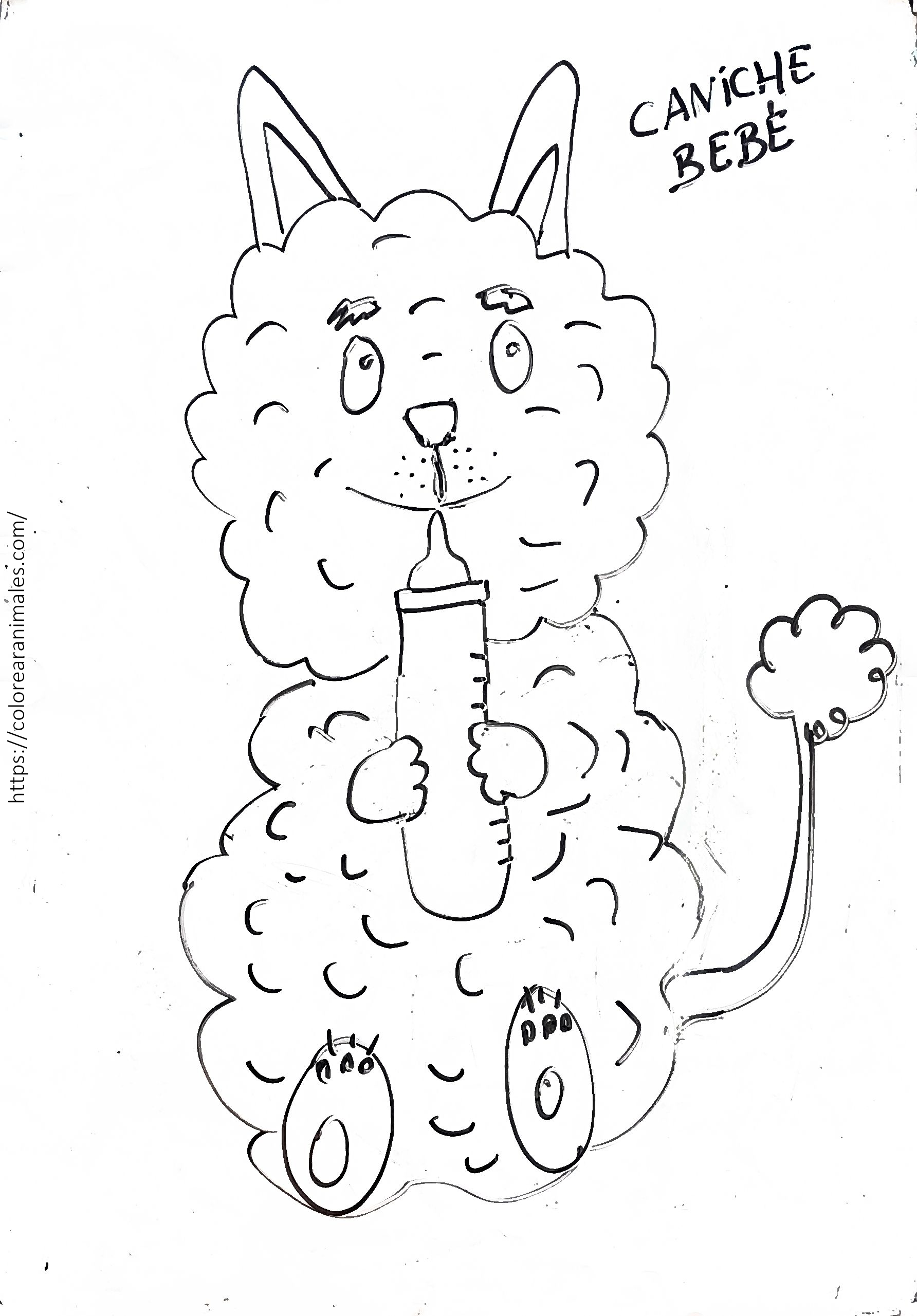 Dibujo para colorear de un cachorro caniche con un biberón