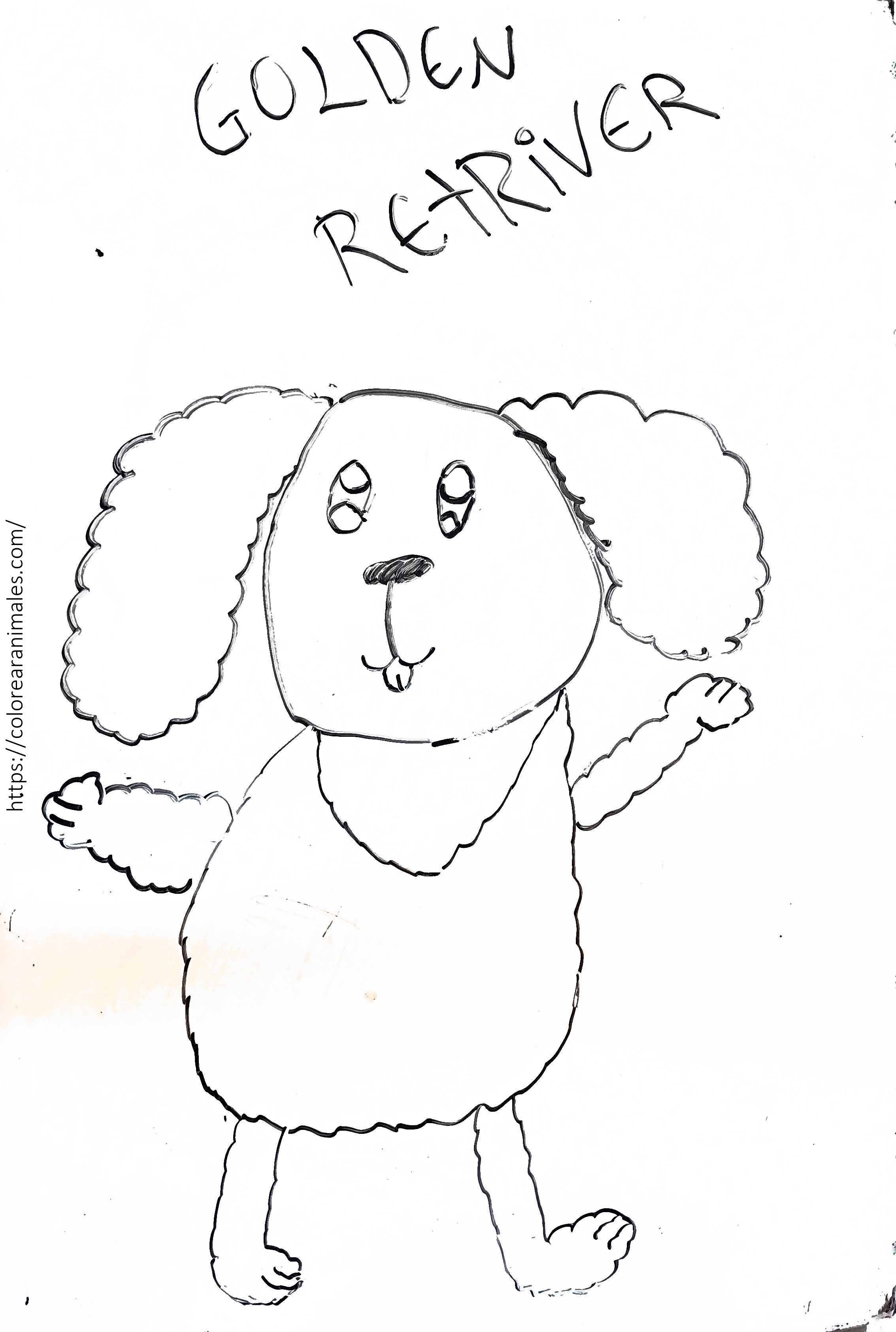 Dibujo para colorear de un cachorro golden retriever de pie con orejas rizadas