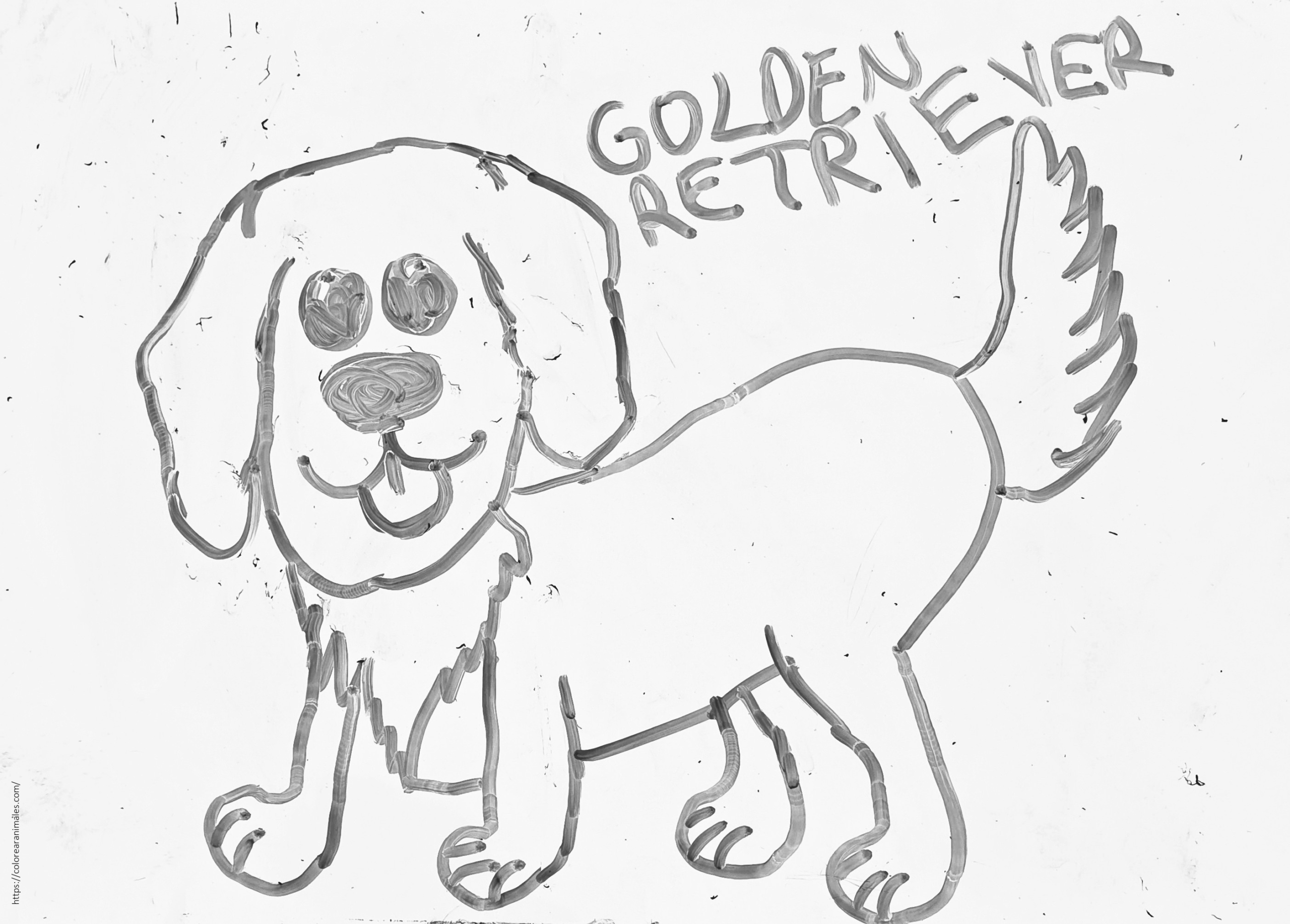 Dibujo de golden retriever de cuerpo entero para colorear