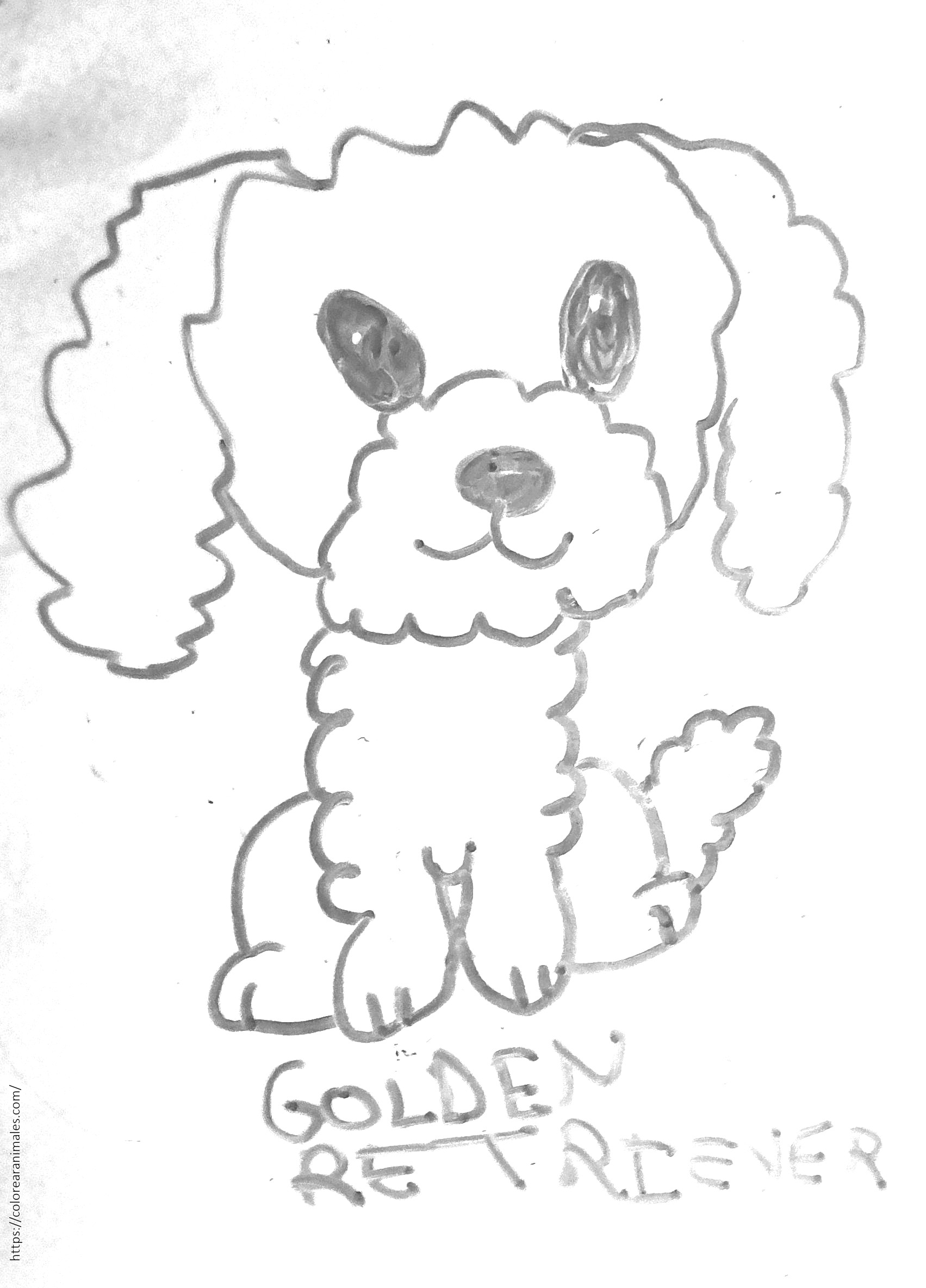 Cachorro de golden retriever peludo sentado para colorear