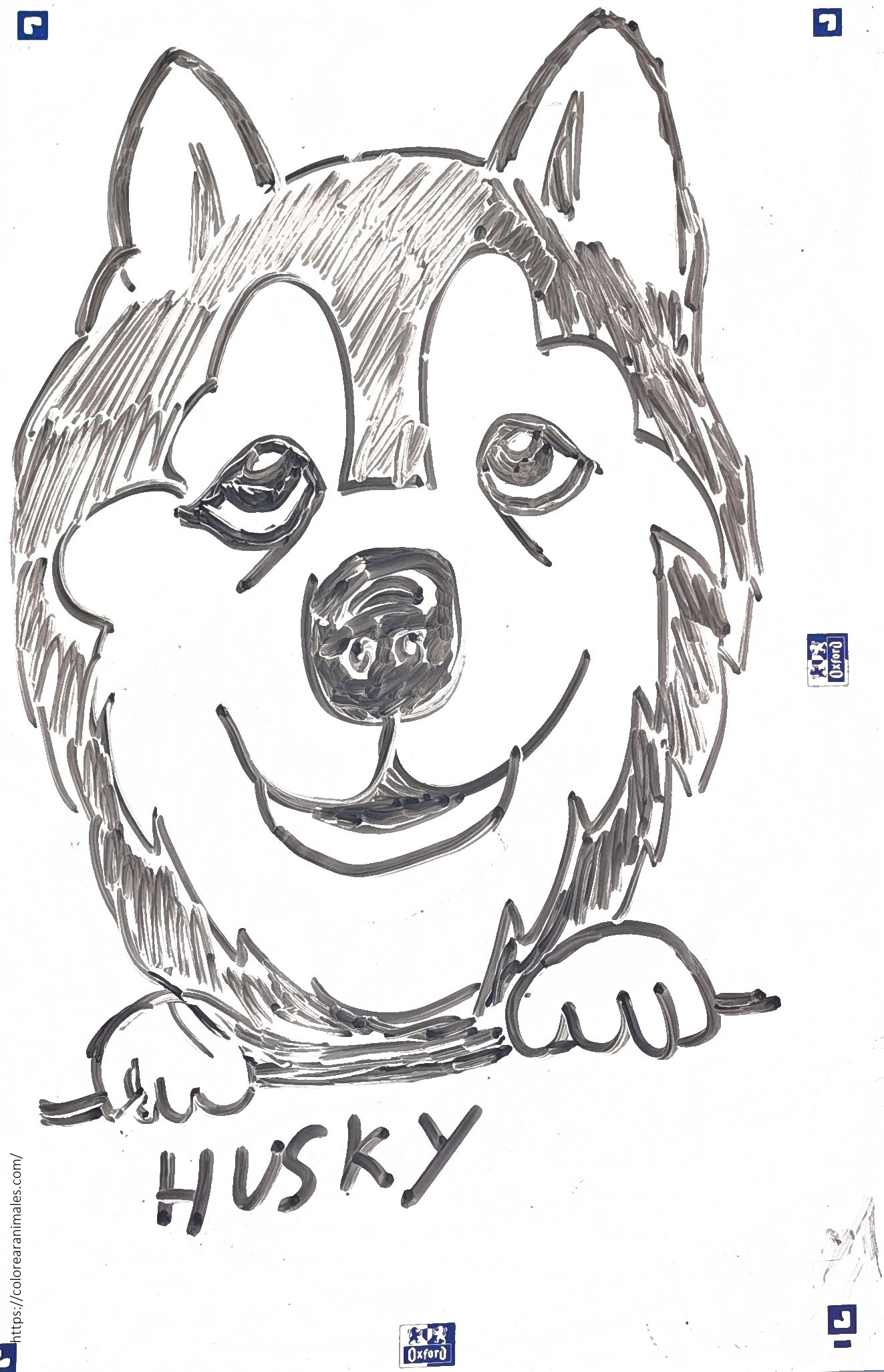 Retrato de husky sonriente apoyando las patas para colorear