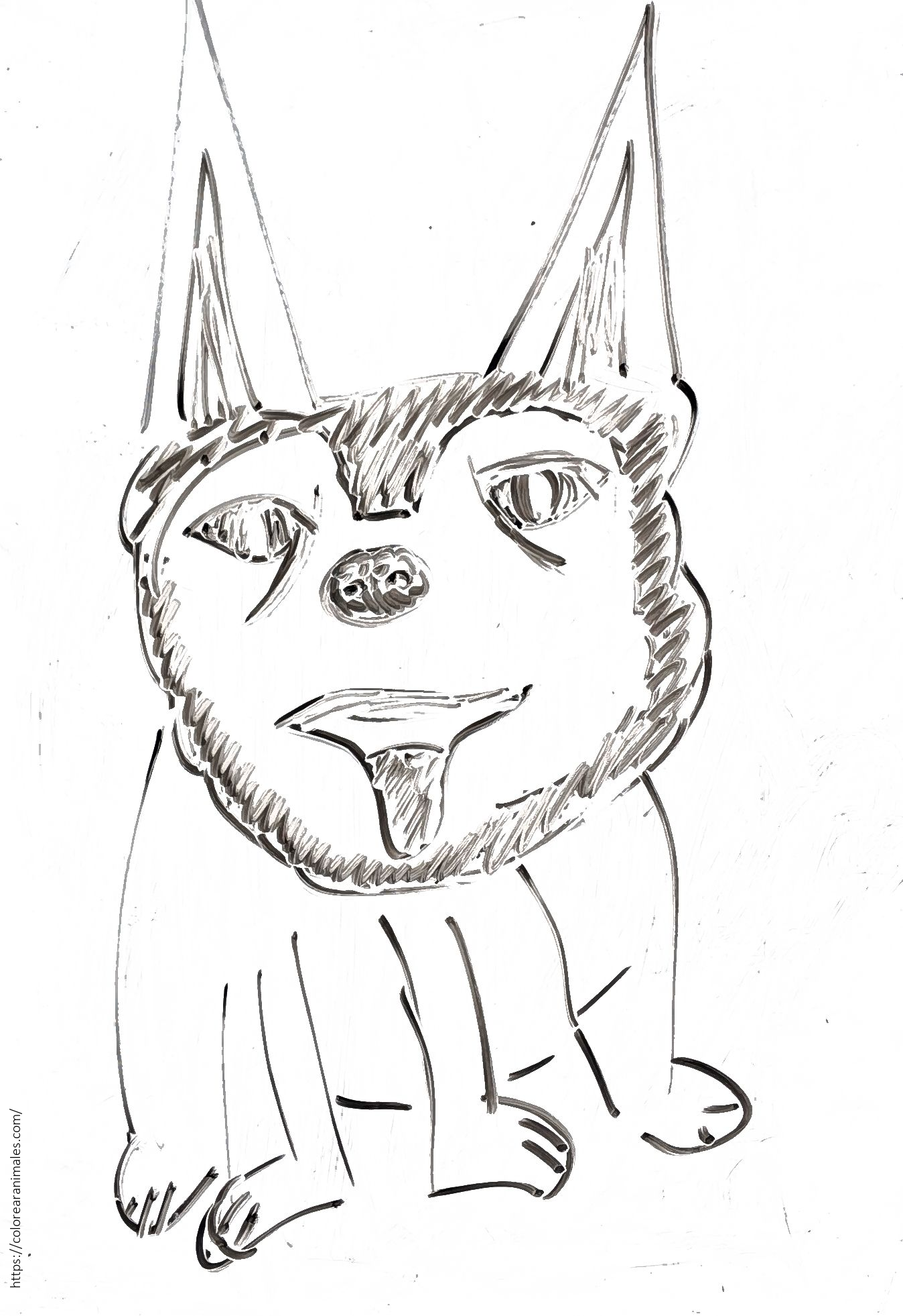 Husky de orejas grandes sentado para colorear