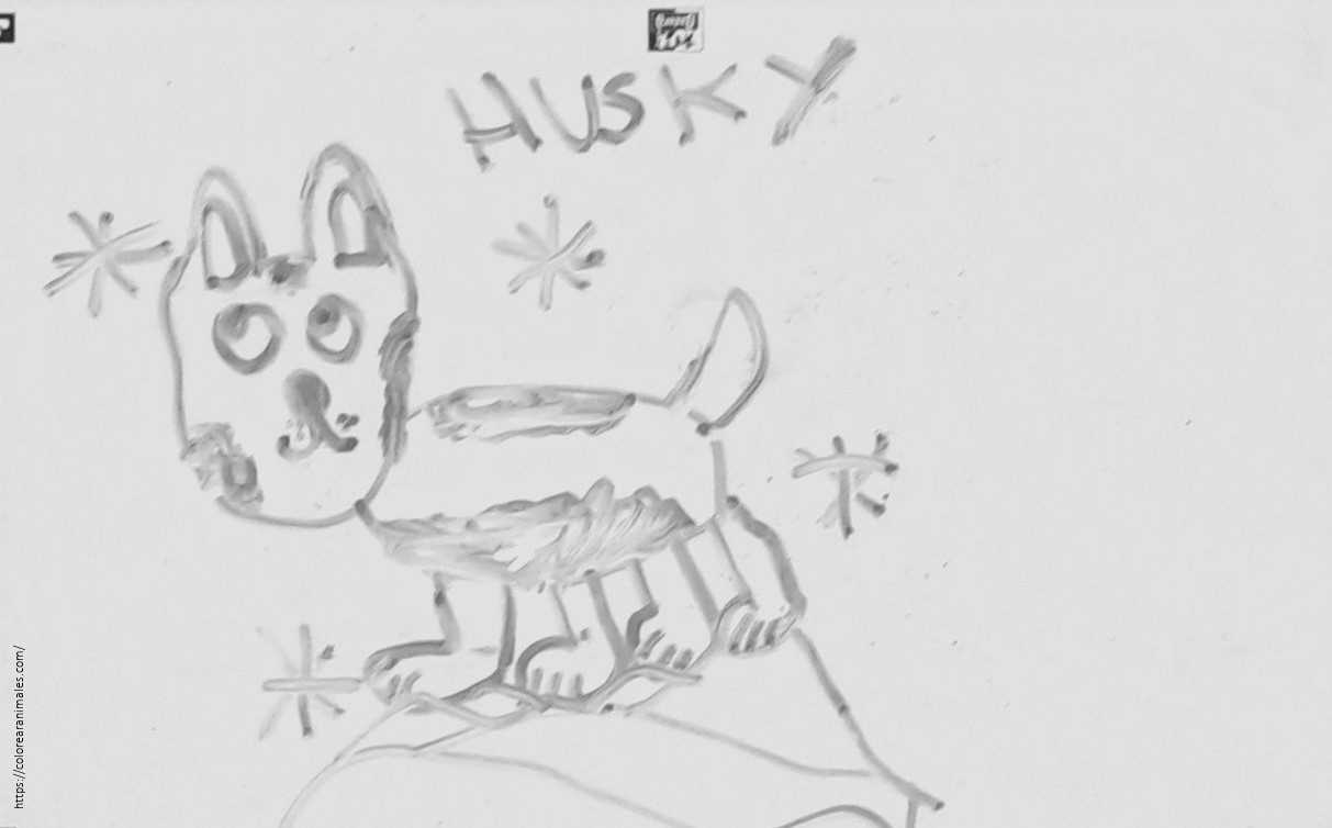 Husky pequeño con estrellas para colorear