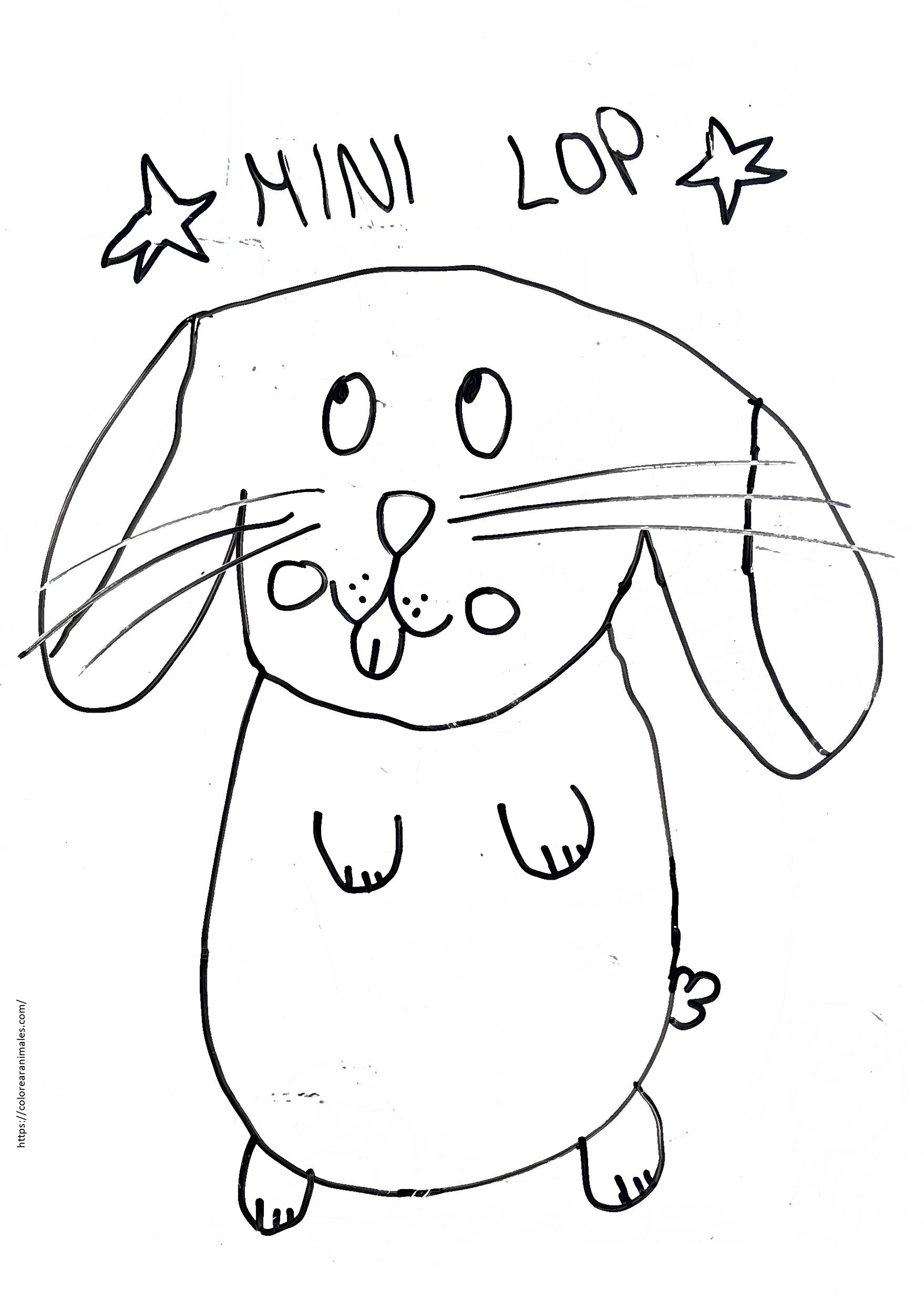 dibujo de conejo mini lop de orejas largas caidas para colorear, raza de conejo para ninos