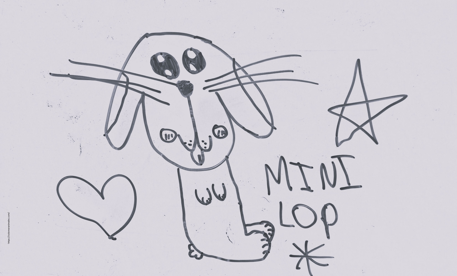 dibujo de conejo mini lop de orejas caidas con un corazon para colorear, raza tierna para ninos