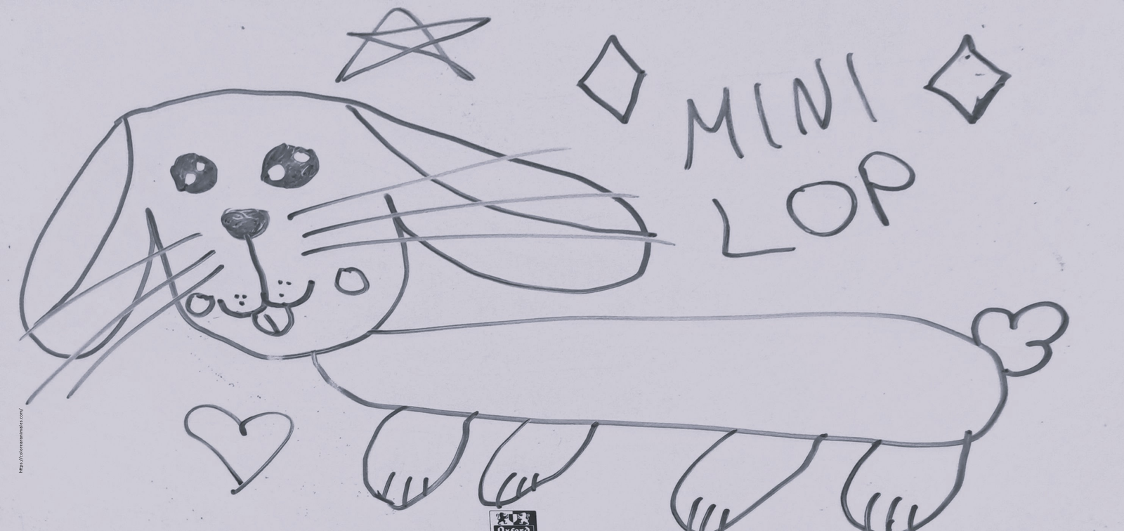 dibujo de conejo mini lop de orejas largas para colorear, raza de conejo para ninos