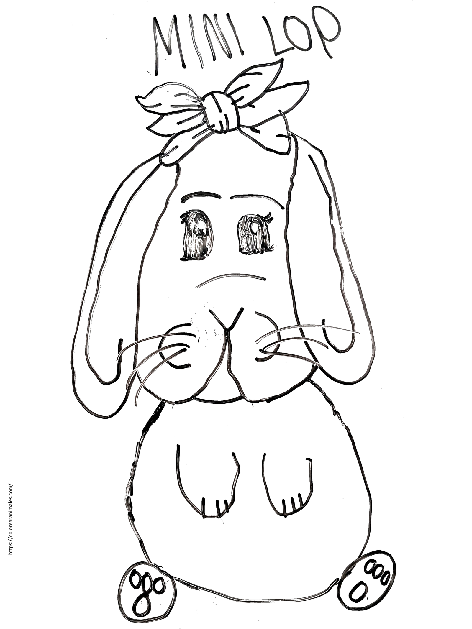 dibujo de conejo mini lop con lazo para colorear a lapiz, raza de orejas caidas para ninos