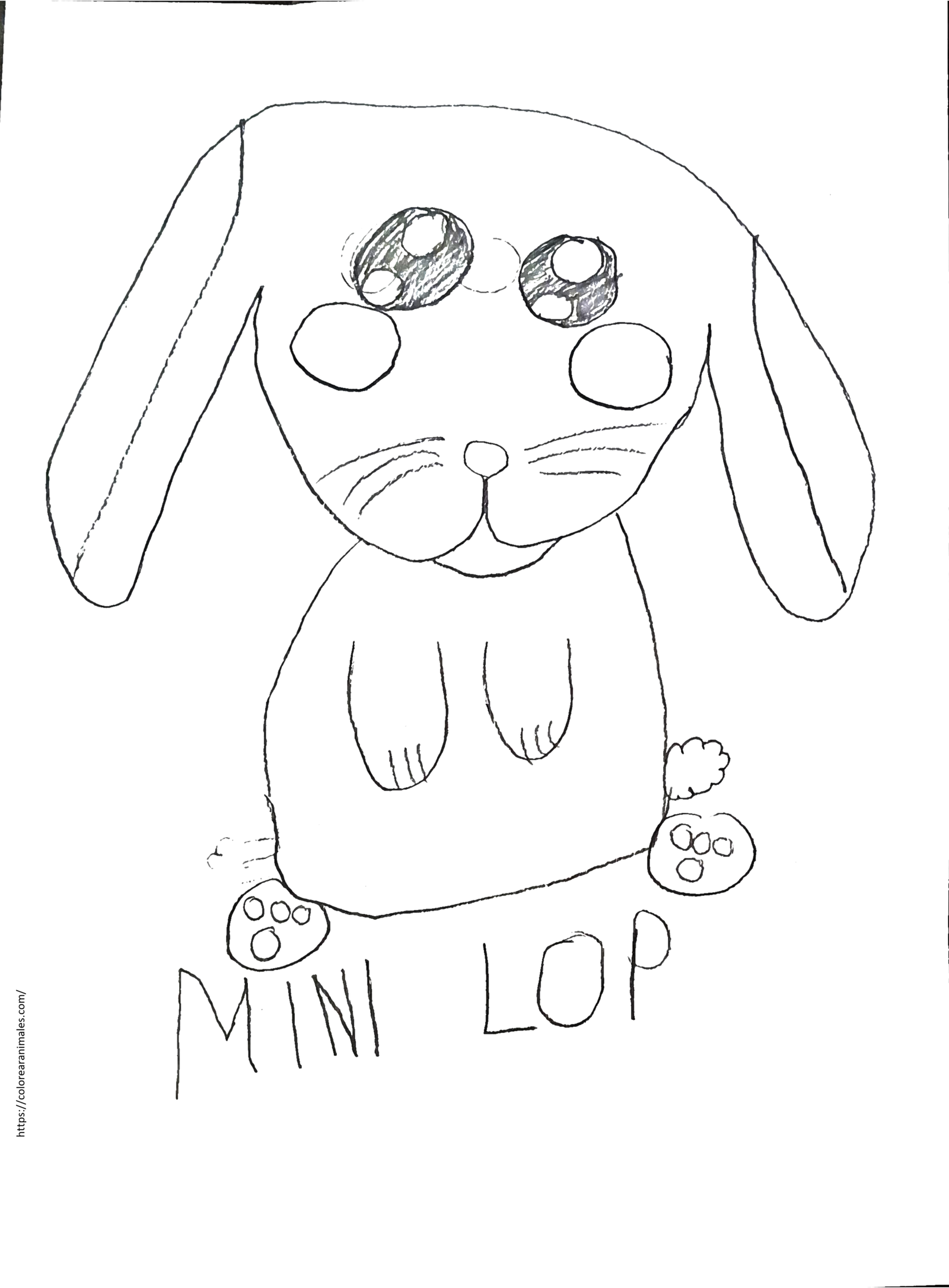 dibujo de conejo mini lop para colorear a lapiz, raza de orejas caidas tierna para ninos