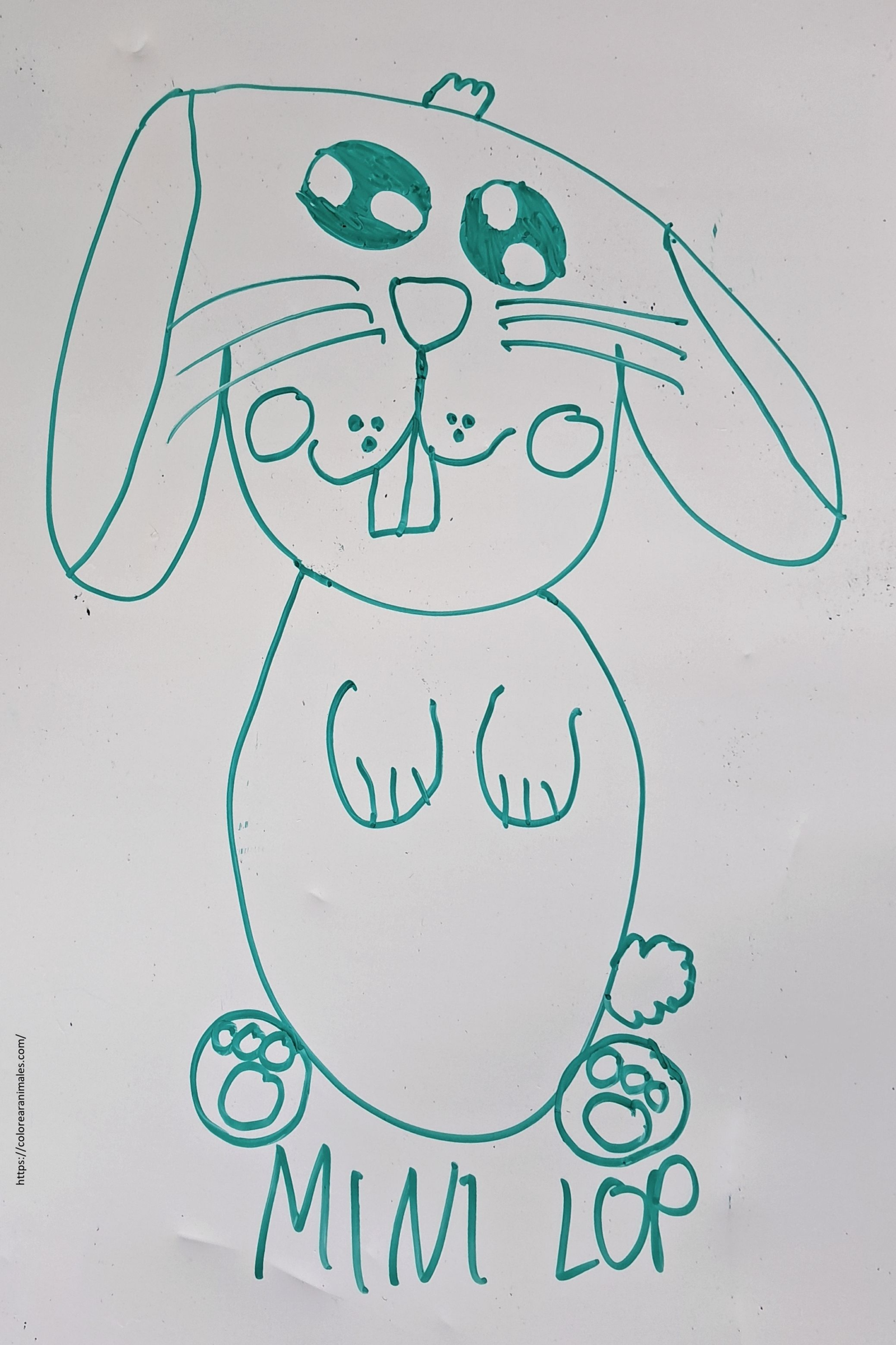 dibujo de conejo mini lop sentado para colorear a lapiz, orejas largas caidas para ninos