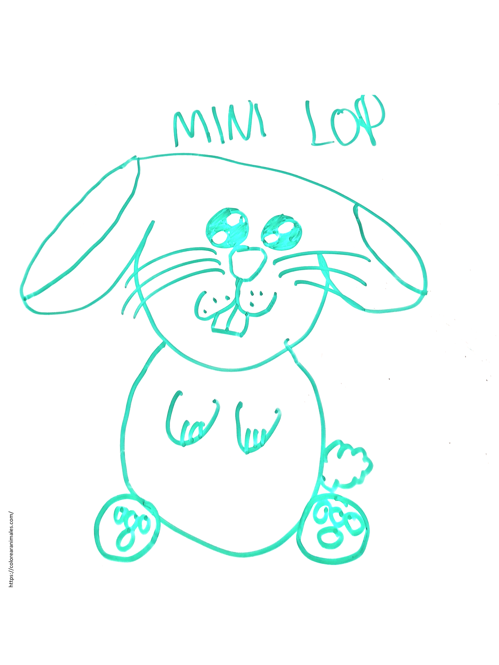 dibujo de conejo mini lop de orejas caidas para colorear a lapiz, dibujo original hecho a mano