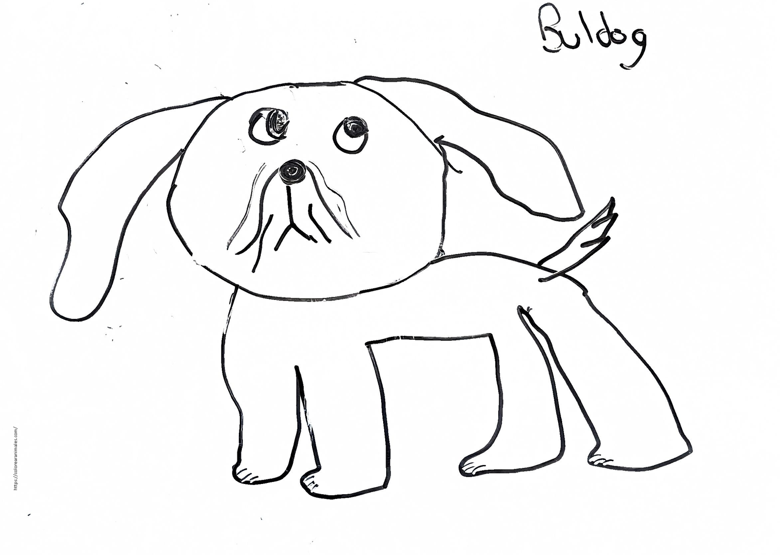 Bulldog de orejas largas para colorear a lapiz — dibujo de Lara