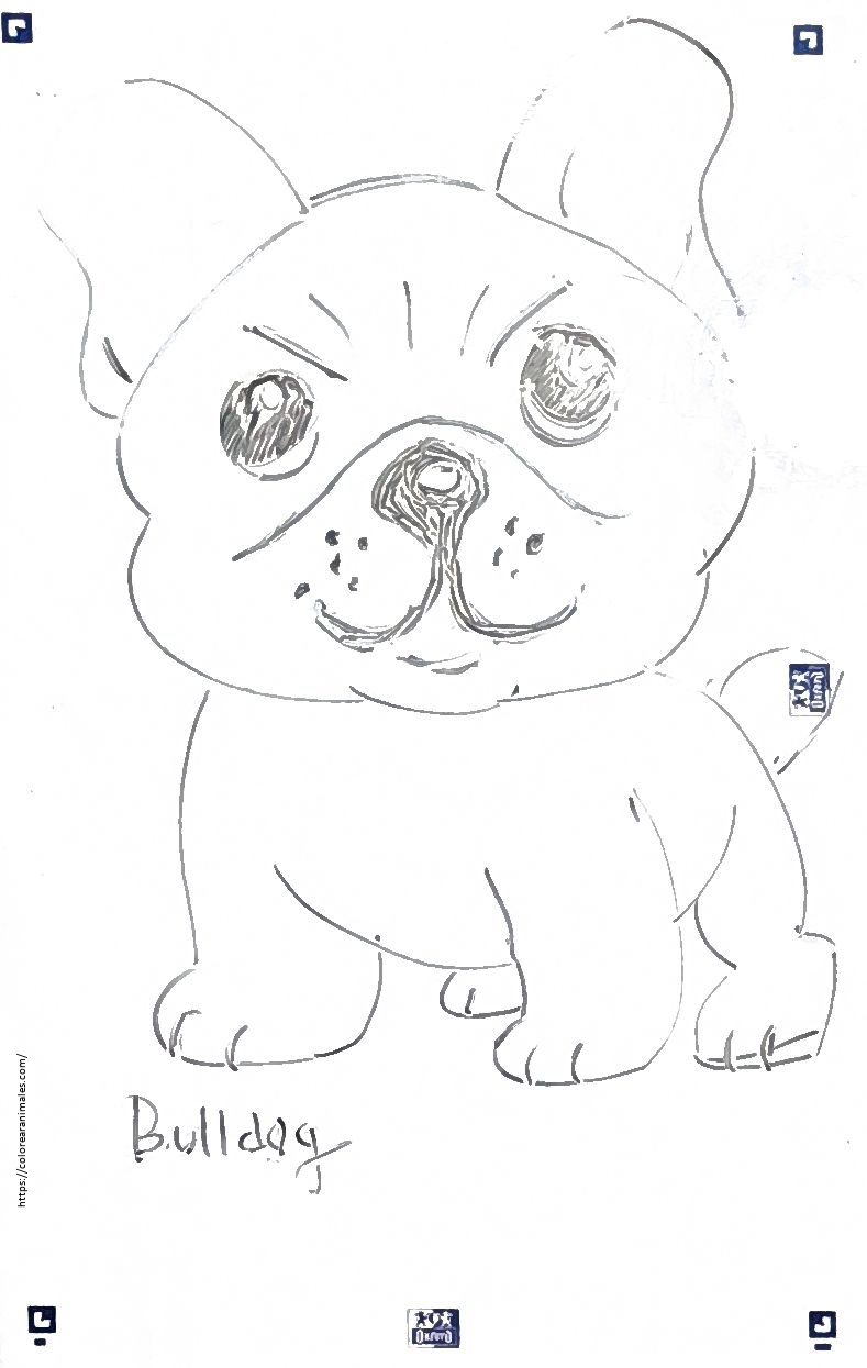 Bulldog pequeno para colorear, dibujo sencillo para ninos