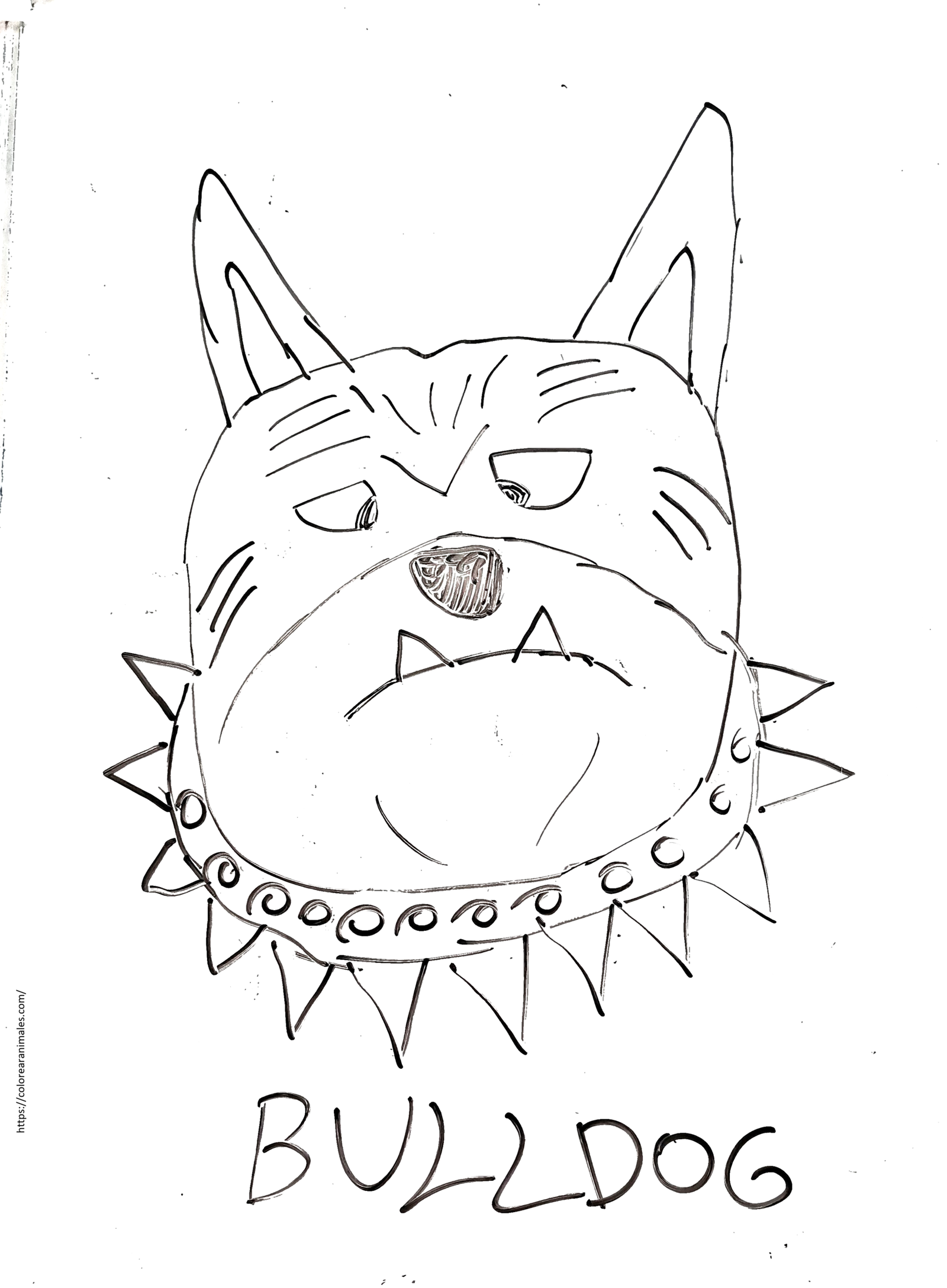 dibujo de perro bulldog con collar de pinchos para colorear, cara seria y fuerte para ninos