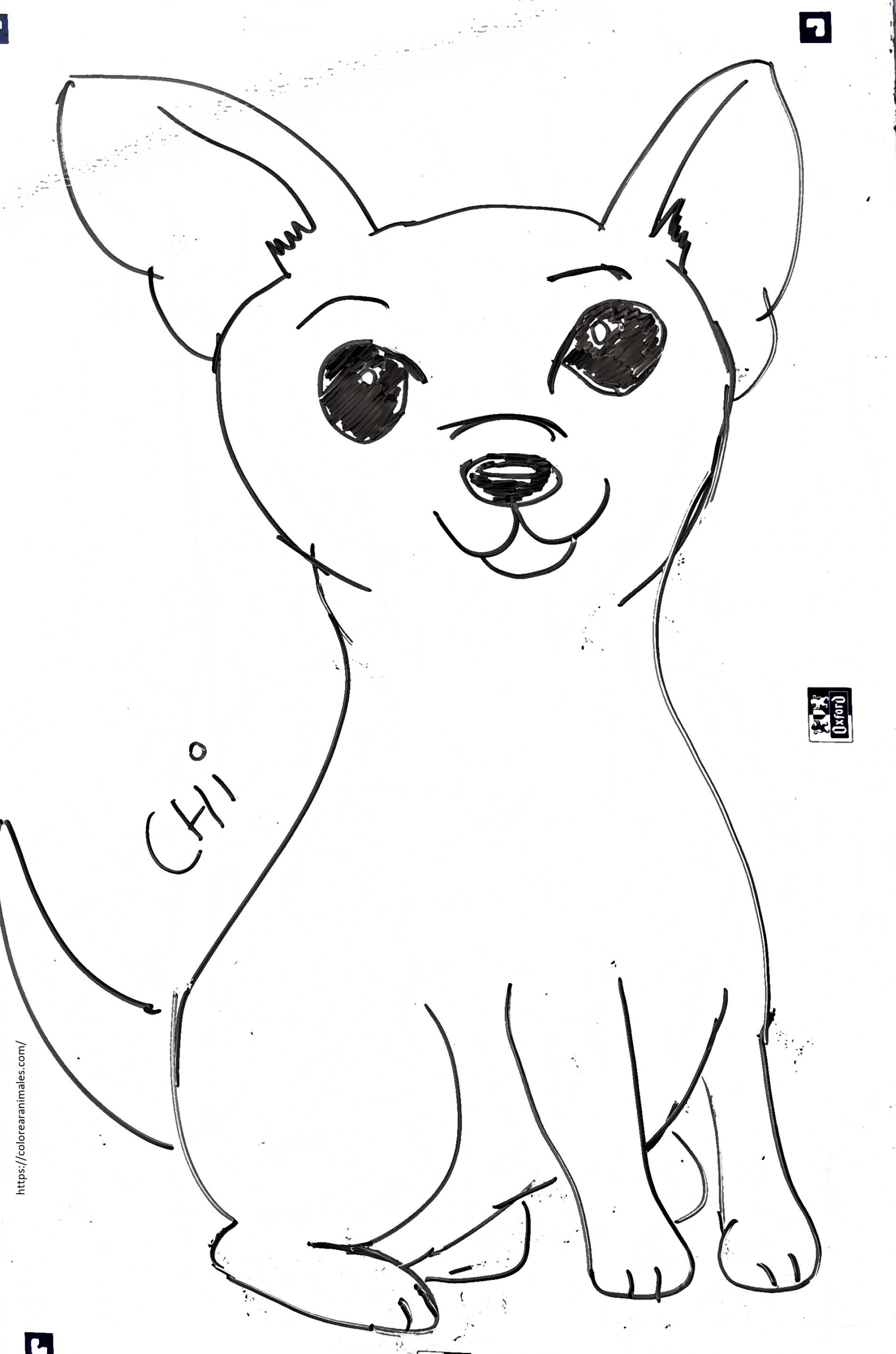 Chihuahua pequeno para colorear, dibujo sencillo de Lara