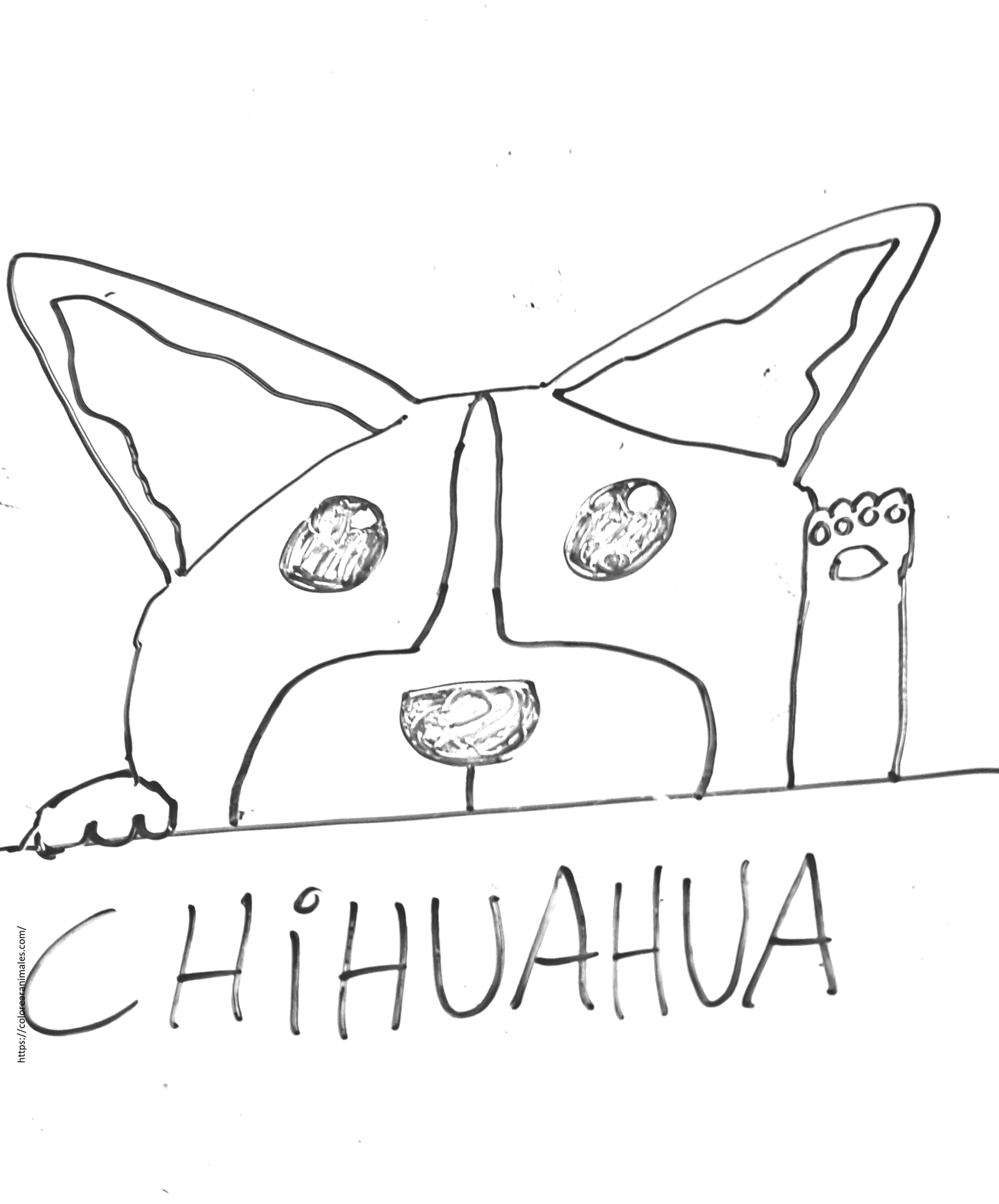 dibujo de perro chihuahua asomandose para colorear, carita curiosa para ninos
