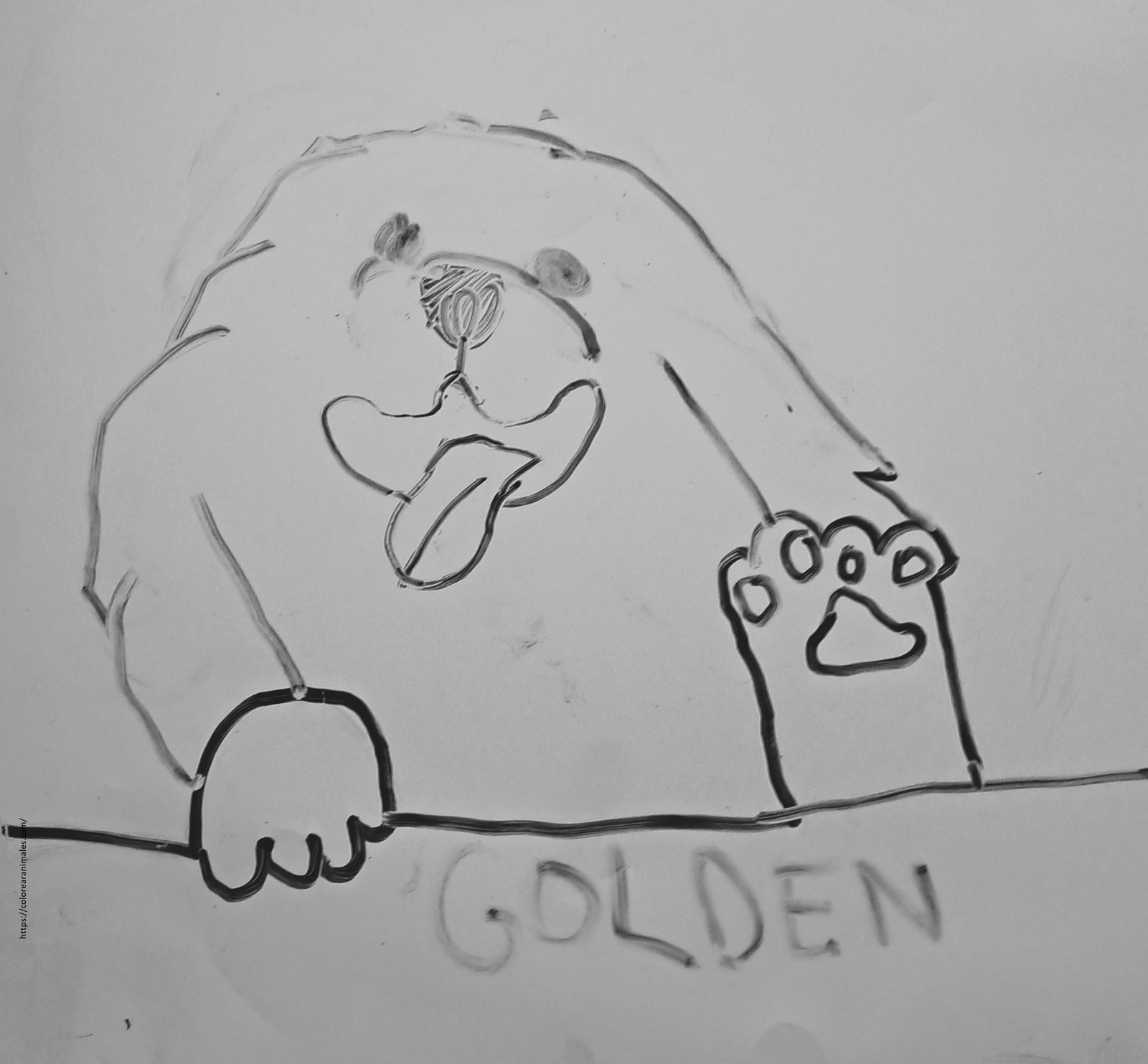 Golden retriever con la lengua fuera para colorear — Lara