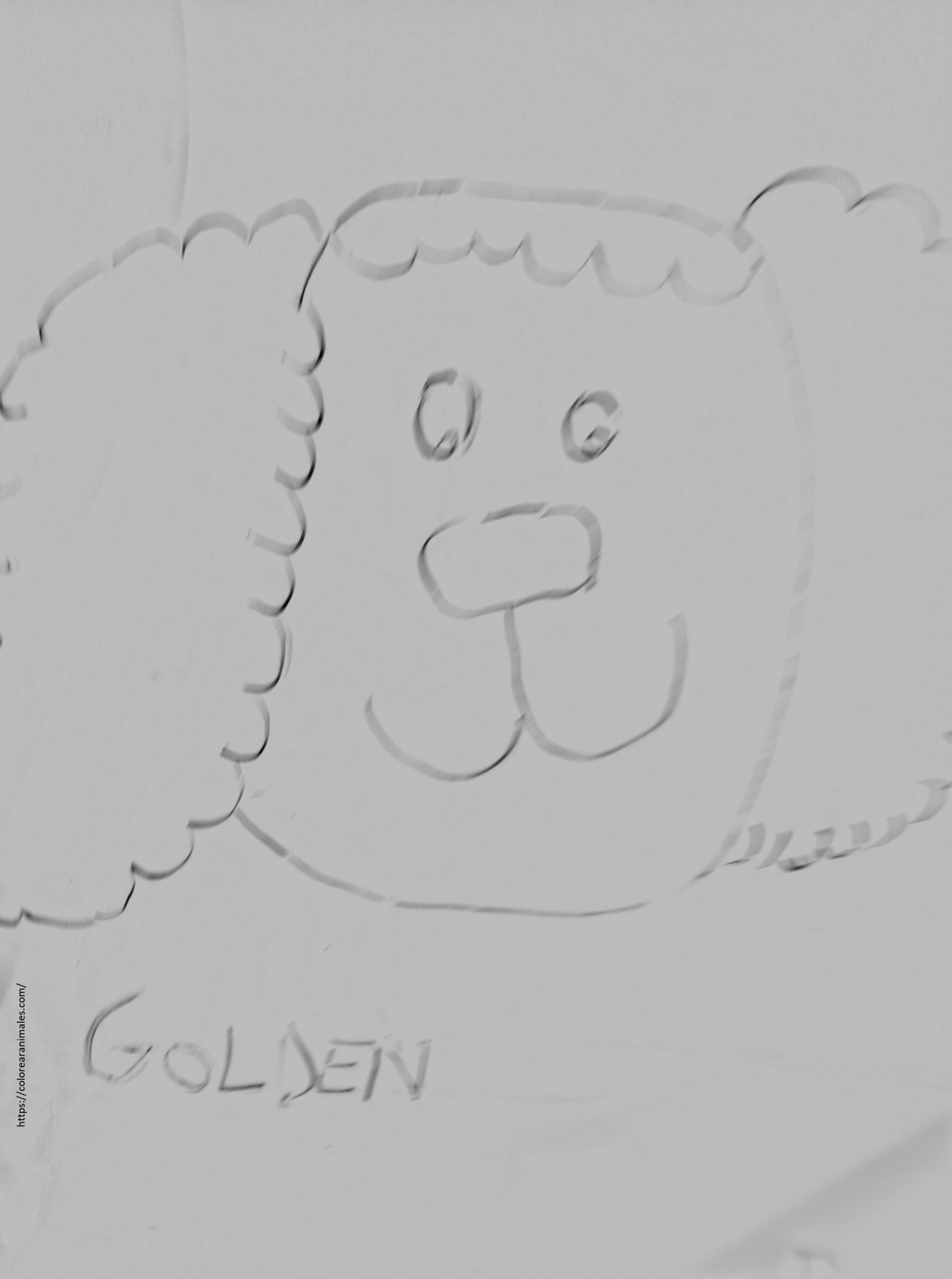 Cara de golden retriever para colorear, dibujo de Lara