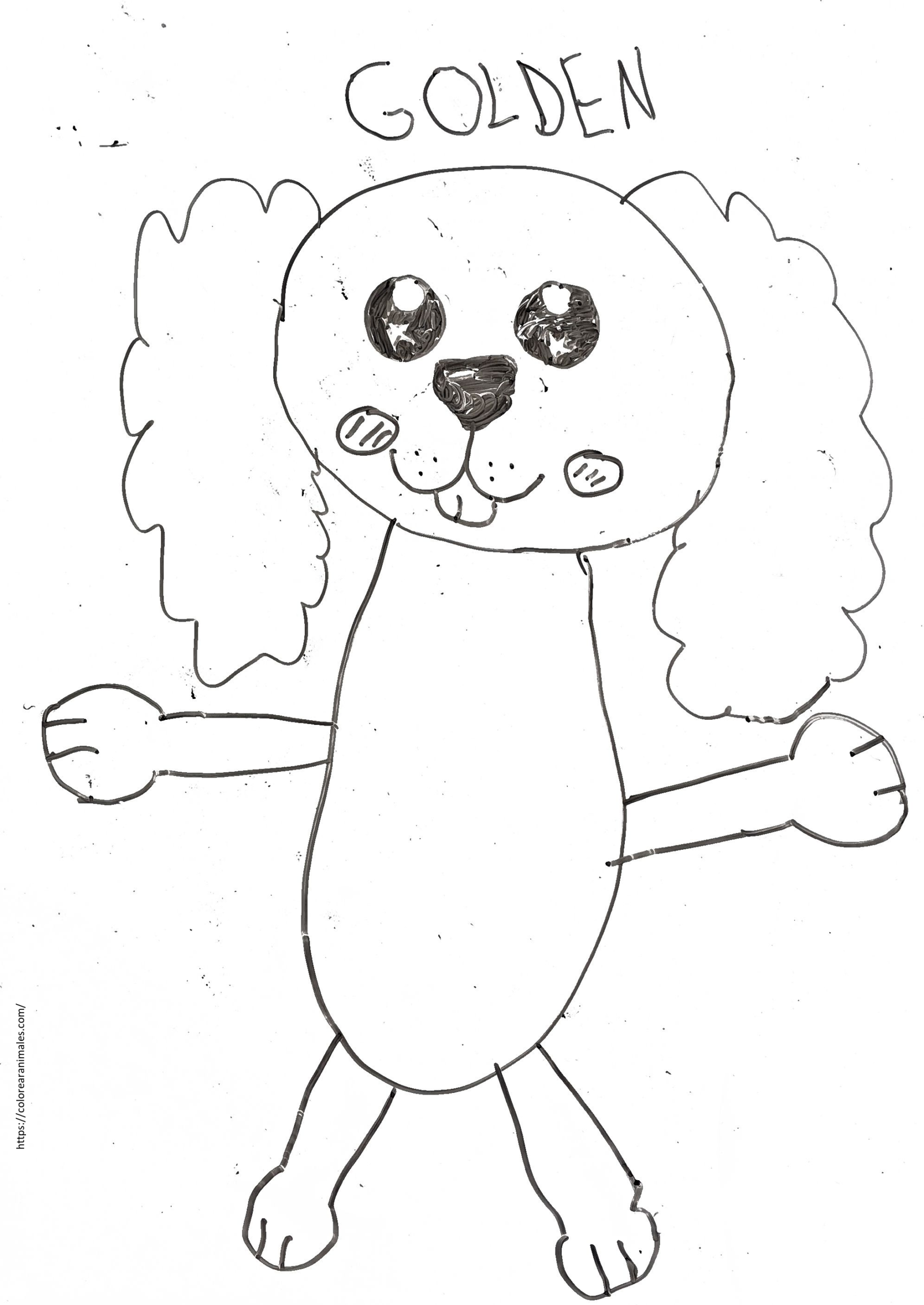 Golden retriever de pie para colorear — dibujo de Lara