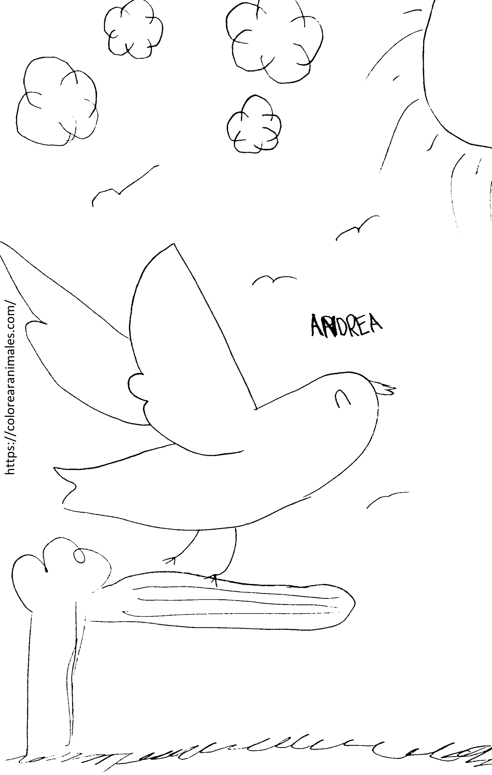 Pájaro para colorear, dibujo de Andrea